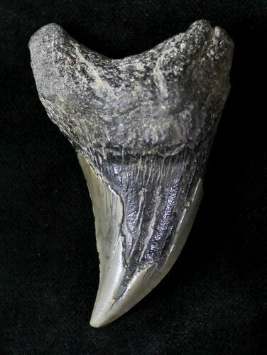 Rare Benedini (Extinct Thresher Shark) Tooth - #20760